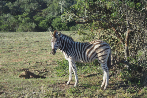 Victoria Watervallen Zimbabwe Verborgen Juweeltjes Avontuur