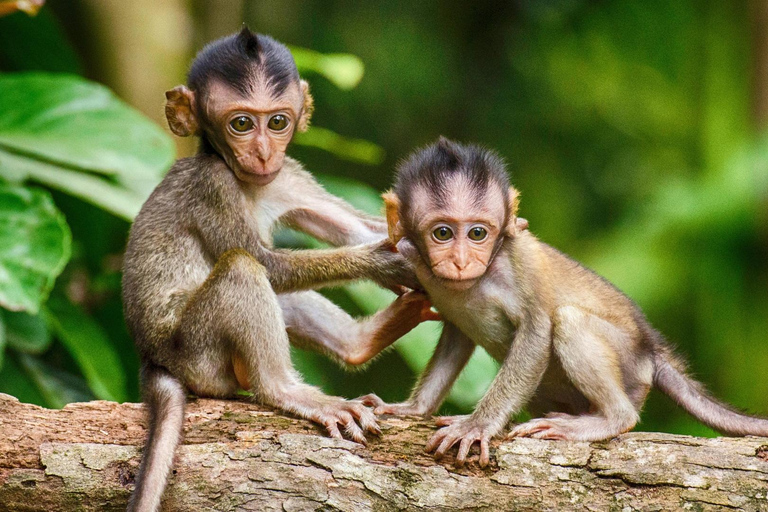 Ubud Tour: Explore os melhores lugares da área de Ubud.