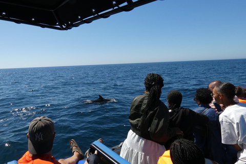 Sesimbra: Tour in barca per l&#039;osservazione dei delfini di Arrábida con biologoSesimbra: Tour in barca con biologo per l&#039;osservazione dei delfini di Arrábida