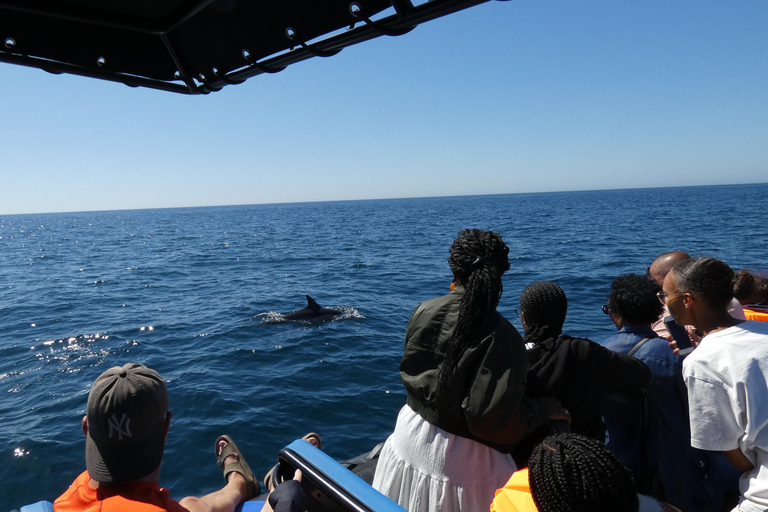 Dolphin Watching in Arrábida Natural Park