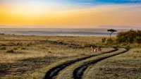 Die Perle Afrikas - Ihr 8 Tage/7 Nächte Safari-Abenteuer - Hizvo