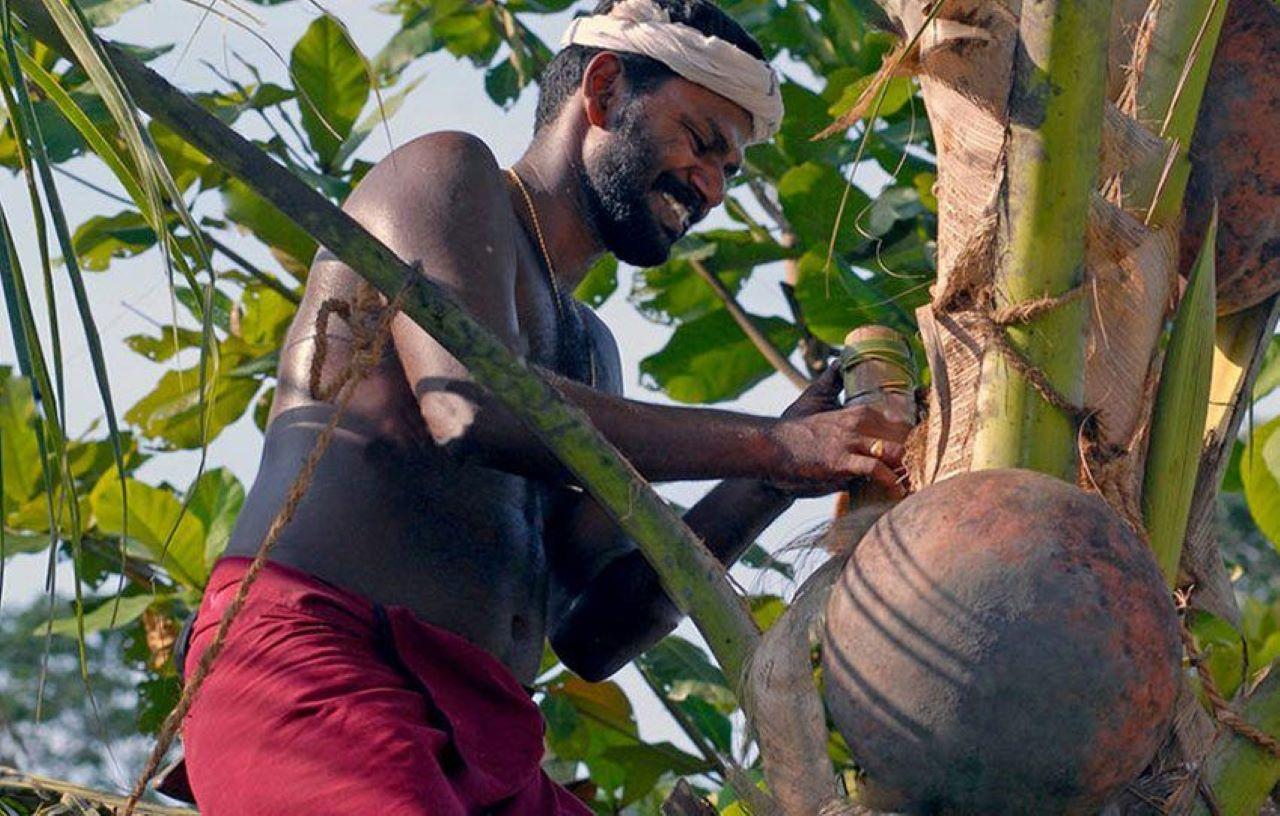 Ratnapura: Toddy-Trail, Wasserfall und Picknick-Mittagessen