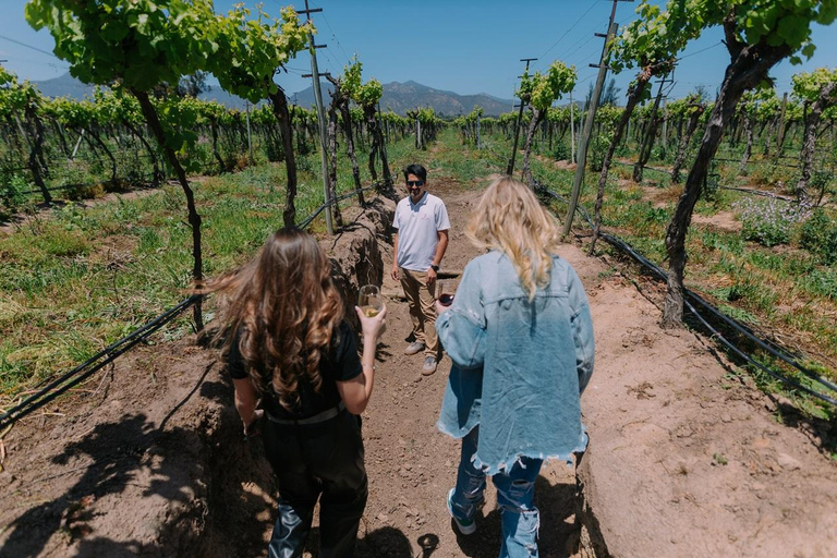 Recorrido vinícola por los viñedos de la familia Kingston y la bodega William Cole