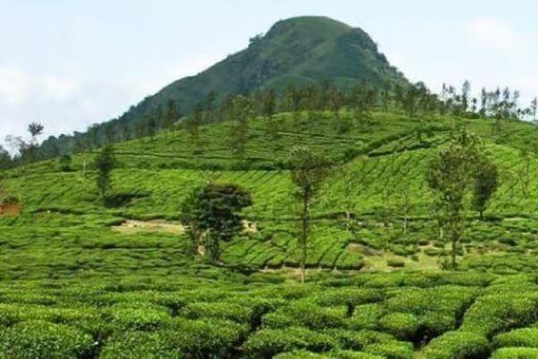 Kiambethu Tea Farm Tour with Lunch