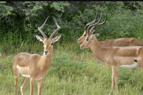KwaZulu-Natal: Thanda Safari Private Game Reserve Tour