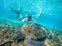 Soy un hombre, un viaje de día de snorkel a Koh Nang Yuan con comidas - Housity