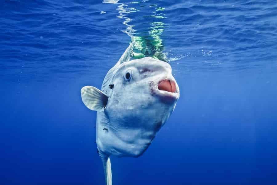 San Diego Ocean Safari: 6-stündiges Schnorchelabenteuer!. Foto: GetYourGuide