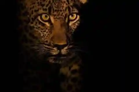 Pilanesberg : Avondlijke Nacht Safari rit