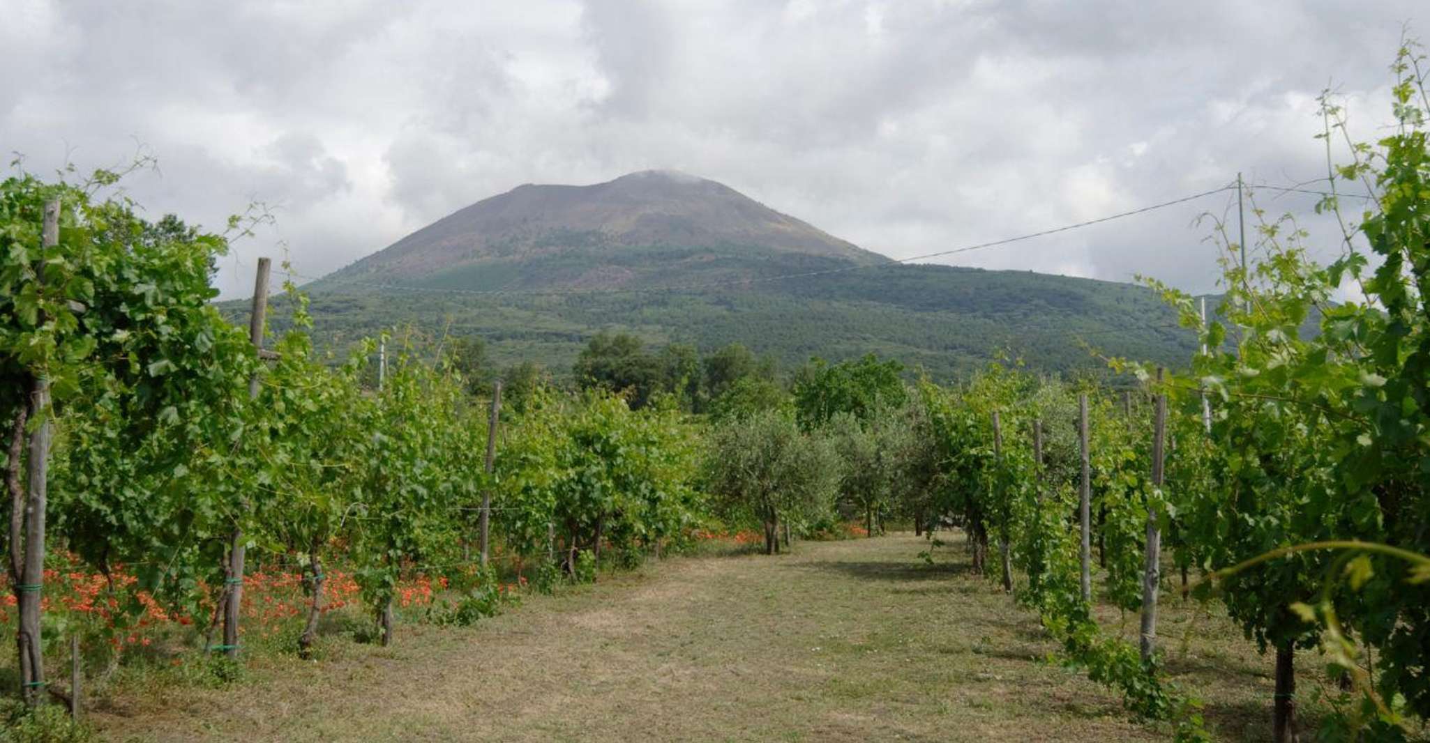 Boscotrecase: tour del Vesuvio con degustazione di vini e pranzo