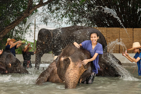 Bangkok Elephant Park: Meio dia de cuidados com elefantesHD Elephant Care com serviço de busca no hotel e traslado de ida e volta (particular)