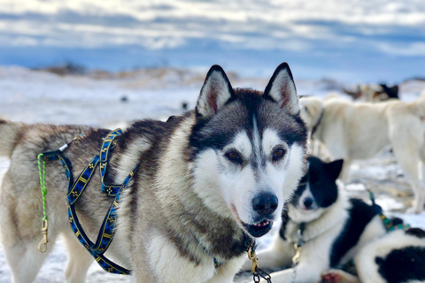 Island-Husky-Tour – Fahrt- und Kuschel-ErlebnisIsland: Husky-Schlittenfahrt und Kuschelerlebnis