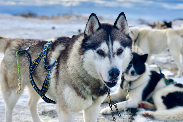 Island-Husky-Tour – Fahrt- und Kuschel-ErlebnisIsland: Husky-Schlittenfahrt und Kuschelerlebnis