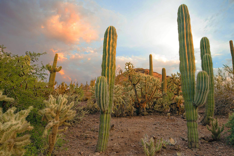 Phoenix & Scottsdale: Full Day City Highlights Tour Phoenix & Scottsdale: Full Day City Highlights Tour