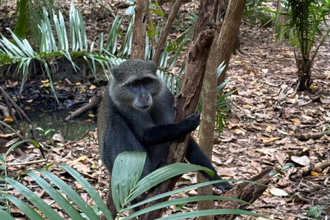 Zanzibar: Jozani forest, Sea tortoises & Mtende beach tour Private tour no Hotel pick and drop off included