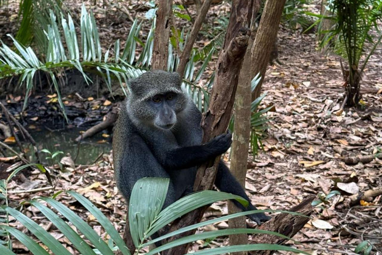 Zanzibar: Jozani forest, Sea tortoises & Mtende beach tour Private tour no Hotel pick and drop off included