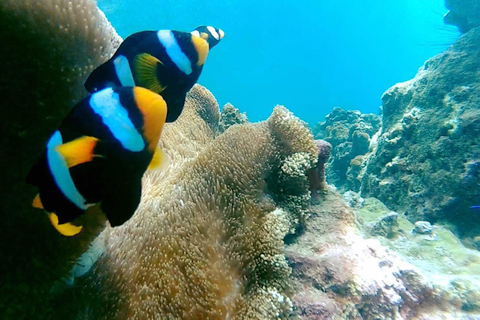 Phuket : Phi Phi Monkey Beach with Snorkeling & Lunch