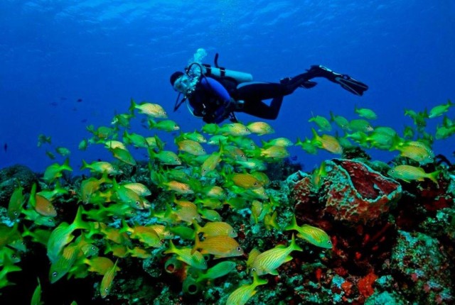 From Cancun: Certified Diving Experience