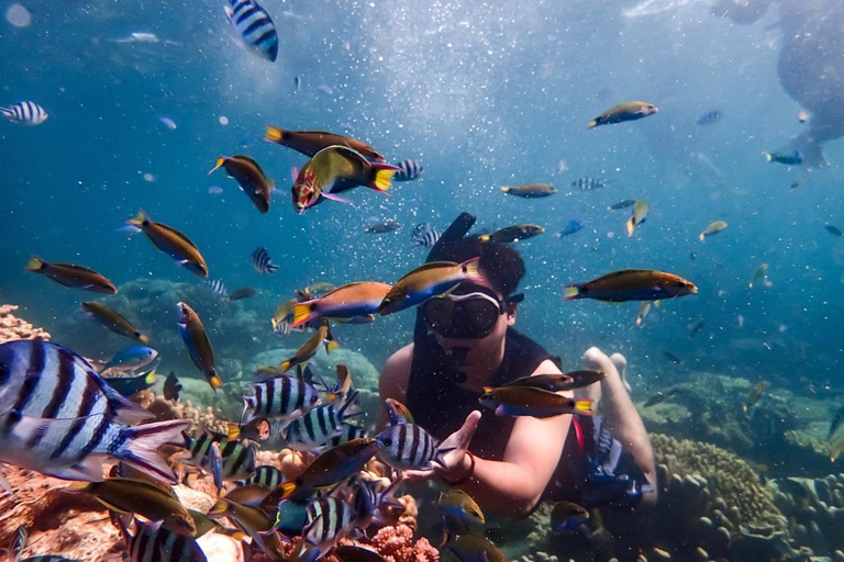 Hurghada: Dive Experience for Beginners or Certified Divers Full-Day Scuba Diving for Certified Divers