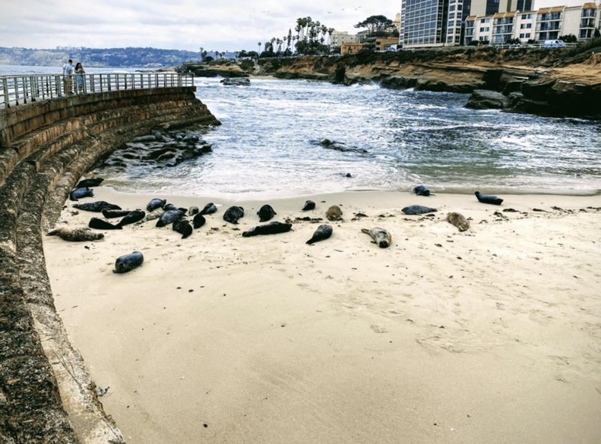 Cali Dreaming Electric Bike Tour of La Jolla & Pacific Beach GetYourGuide