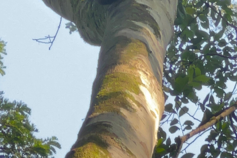 Dagsutflykt Bunyonyi-sjön - Kalinzu Forest Chimpansvandring