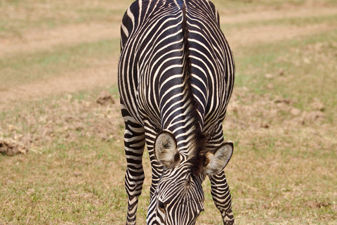 Nairobi: 3-Day Maasai Mara Safari with Accommodation