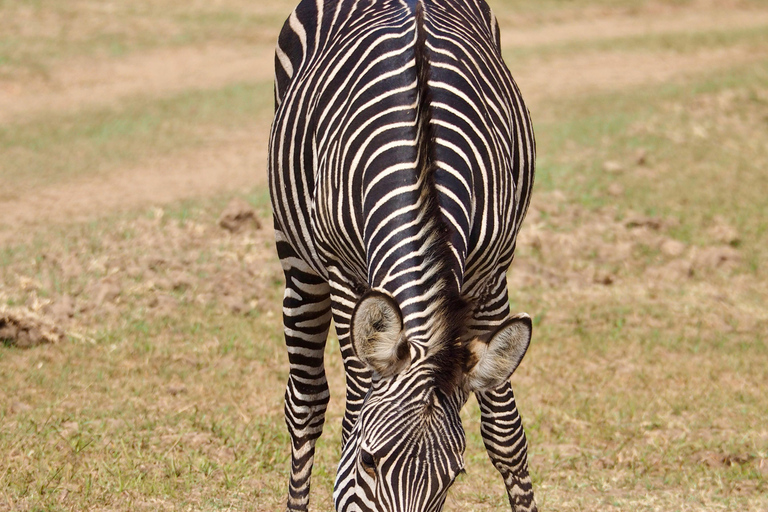 Nairobi: 3-Day Maasai Mara Safari with Accommodation