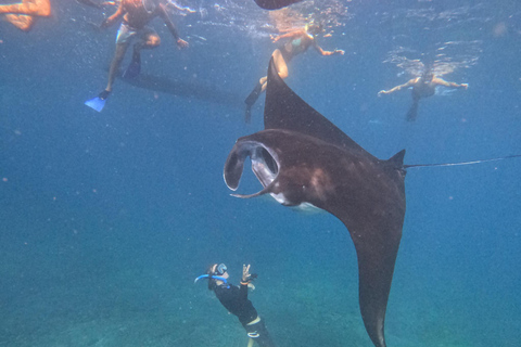 Nusa Penida: Snorkling båttur med Manta Rays