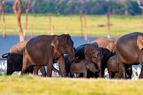 From Anuradhapura To Sigiriya Transfer with Sightseeing Stop