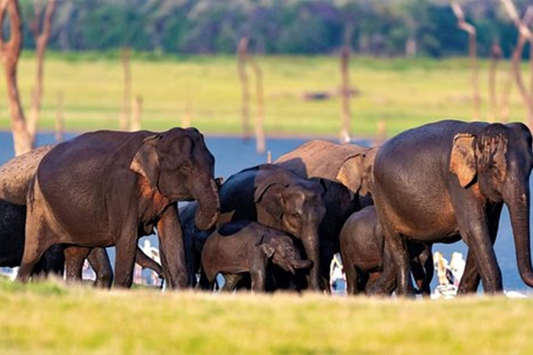 From Anuradhapura To Sigiriya Transfer with Sightseeing Stop
