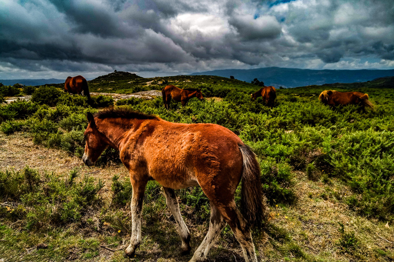 2h Buggy Tour • Arcos de Valdevez • Peneda Gerês Buggy Ride with 2 Seats