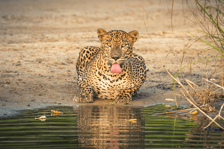 Sri Lanka: 8 Days Sri Lanka Highlights Private Tour 8 Days Tour with Car
