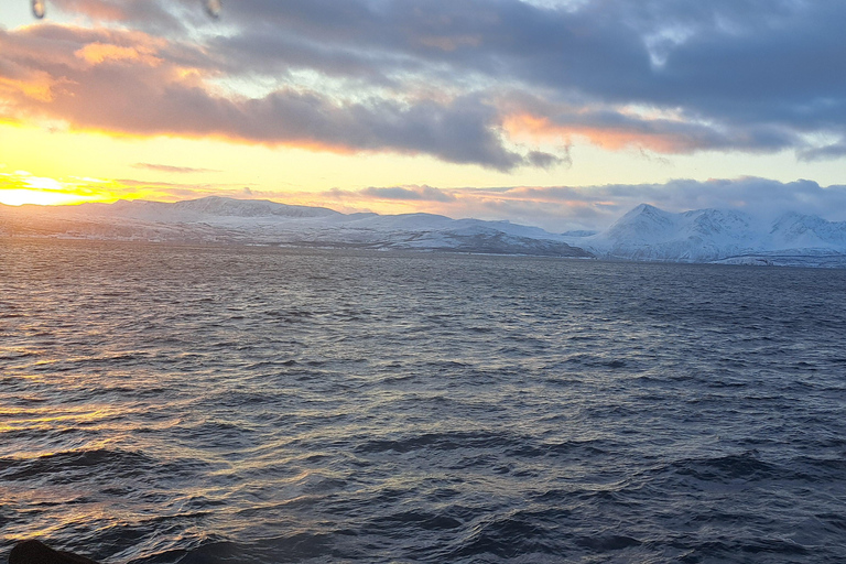 From Tromsø: Whale watching safari to Skjervøy