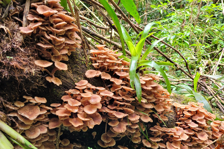 CAMINHO DO OURO - Guided tour Atlantic Forest, Waterfalls, Stories.