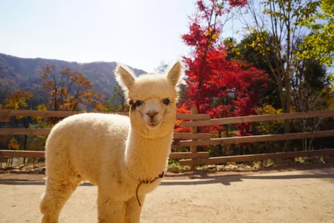 Seoul: Nami Island & Alpaca World & Railbike & Healing Park