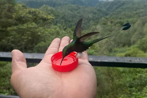 Da Quito: Escursione di un giorno nella foresta nuvolosa di Mindo con trasferimento