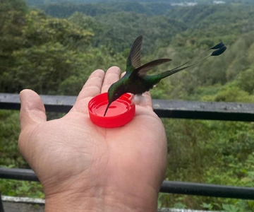 From Quito: Mindo Cloud Forest Day Trip with Transfer