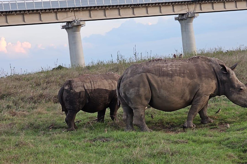 Nairobi: Dagstur till Elefantreservatet och Giraffcentret