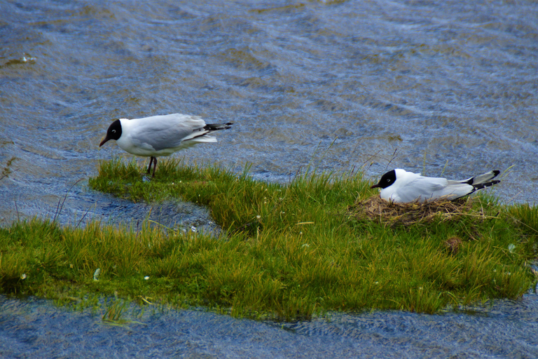 Quito : excursion à vélo au volcan Cotopaxi avec déjeunerVisite de groupe