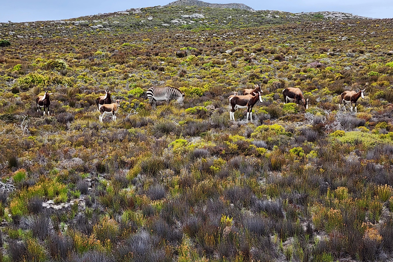 Cape Peninsula & Penguins Beach Half Day Tour from Cape Town