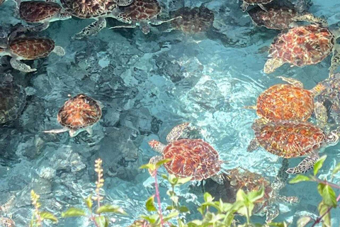 Zanzibar: Salaam Cave Turtle Swim & Dine The rock restaurant Excursions with transfer