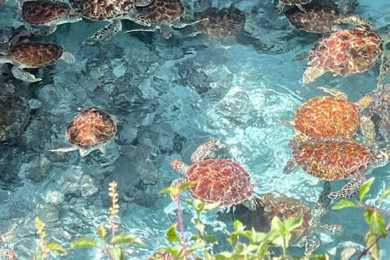 Zanzibar: Salaam Cave Turtle Swim & Dine The rock restaurant Excursions with transfer