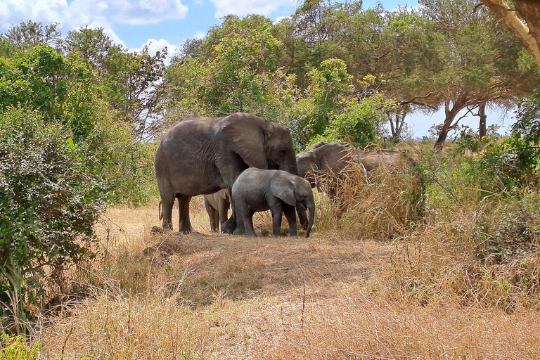 Zanzibar: 2-dniowe safari w Parku Narodowym Mikumi z przelotem