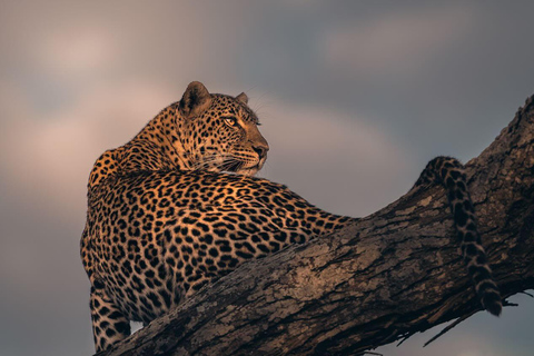 Nairobi National Park Game Drive Private half Day Tour