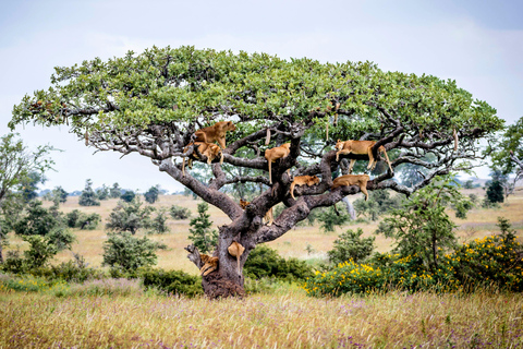 Lake Manyara: Dagsutflykt Safari med fågelskådning