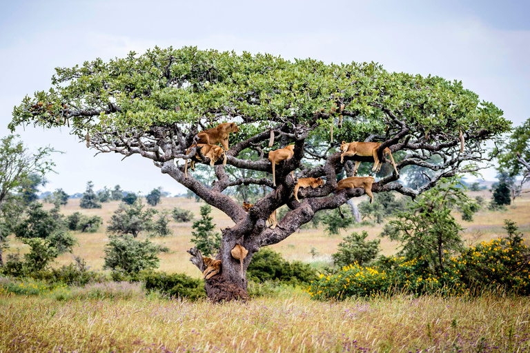 Lake Manyara: Dagtrip Safari met vogels kijken