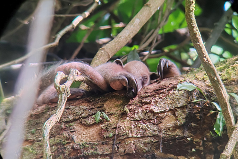 Manuel Antonio National Park: Wildlife-Watching Guided Hike