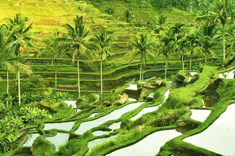 Floresta de macacos de Ubud, templo, terraço de arroz e balanço na selvaPasseio em Ubud - Tudo incluído