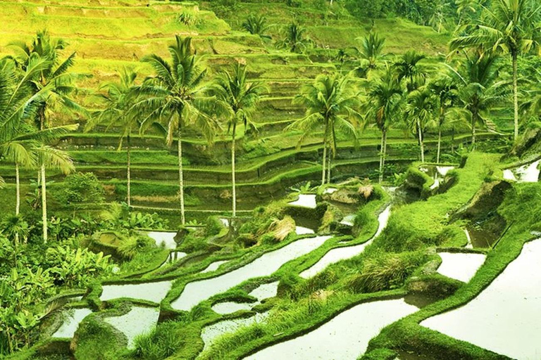 Ubud: Apenbos, Rijstterras, Schommel, Watertempel