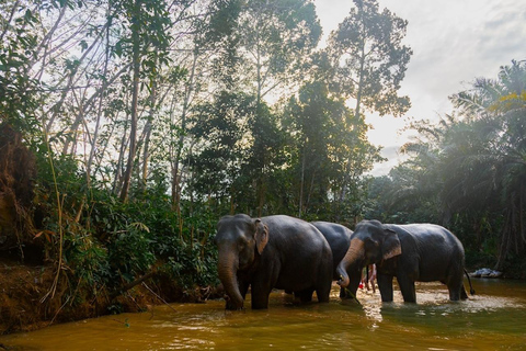 Khao Lak Adventure: Bamboo Rafting & Elephant Walk Journey Khaolak Bamboo Rafting and Walk with Elephant Experience