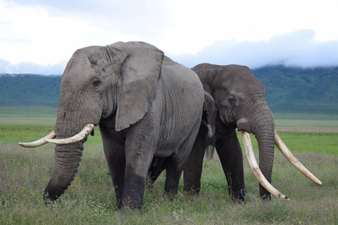 4-Day Tanzania Safari: Tarangire, Ngorongoro With Pickup